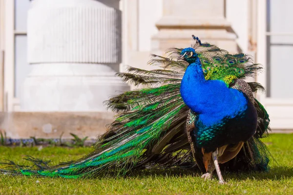 Deep blue peacock showing off in Warsaw Lazienki park during lat