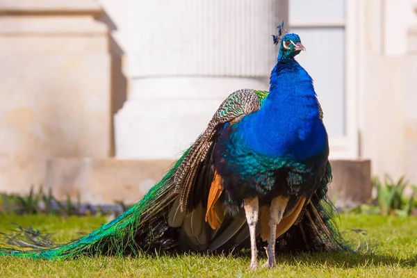 Deep blue peacock showing off in Warsaw Lazienki park during lat — Stock Photo, Image