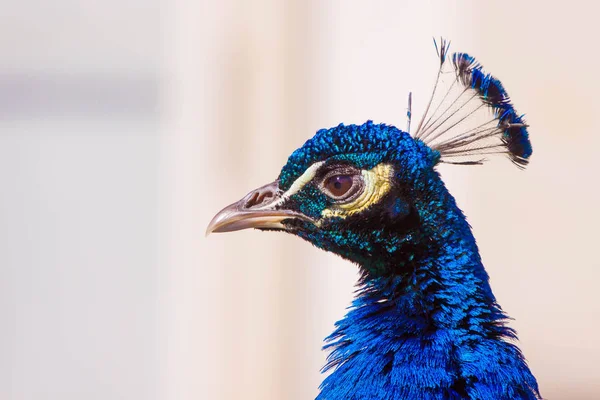 Deep blue peacock showing off in Warsaw Lazienki park during lat — Stock Photo, Image