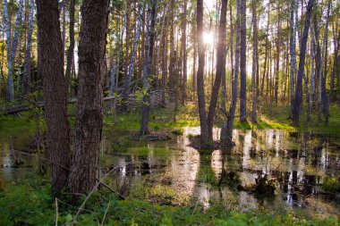 Biebrza bataklık erken gün batımı sırasında