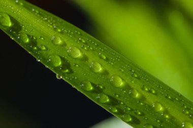 Çim bıçak makro üzerinde Su damlacıkları