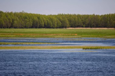 Biebrza nehir manzaralı orman yanındaki