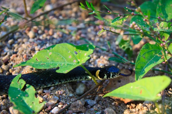 Serpent d'herbe sur le sol — Photo