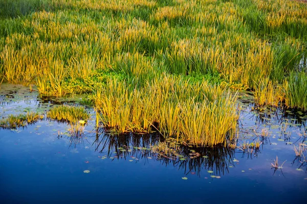 Bulrush in der untergehenden Sonne — Stockfoto