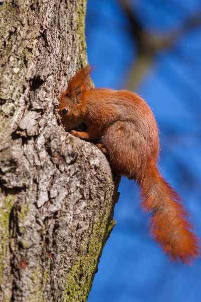 Χαριτωμένο μικρό σκίουρος πάνω σε ένα δέντρο, Βαρσοβία — Φωτογραφία Αρχείου