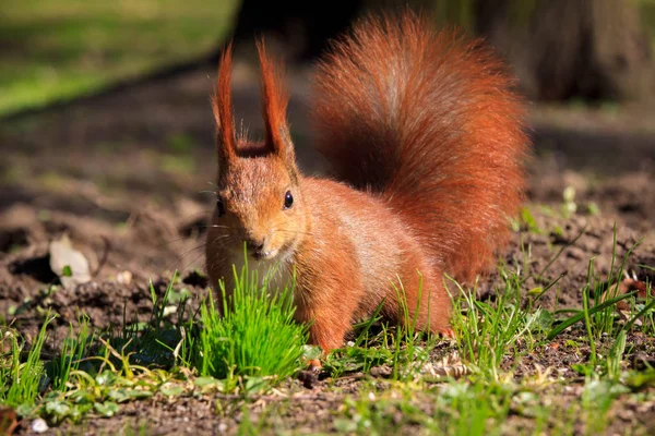 Cute little red squirrel on a grass — Stock Photo, Image