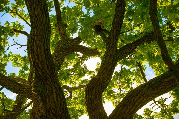 Oak tree branches — Stock Photo, Image