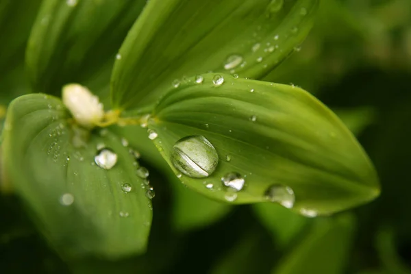 Gotas de água na macro folha da planta — Fotografia de Stock