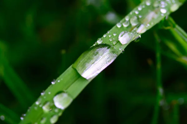 Gotas de água na lâmina de grama macro — Fotografia de Stock
