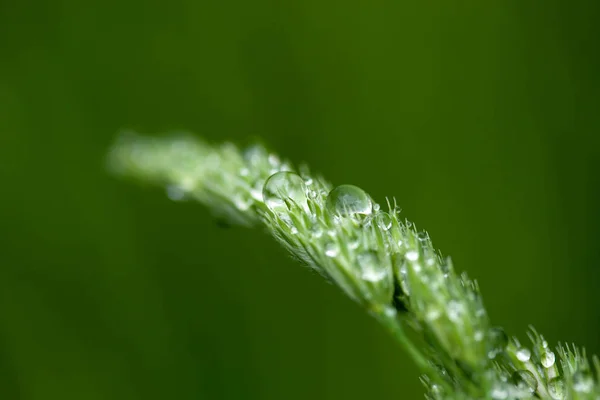 Macro grama molhada com gotas de água sobre ele — Fotografia de Stock