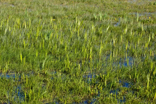 Biebrza mocsarak a Lengyelországban — Stock Fotó