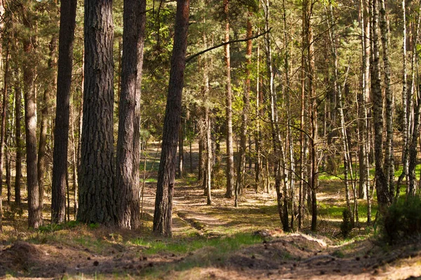 Európai erdő Kelet Lengyelországban — Stock Fotó
