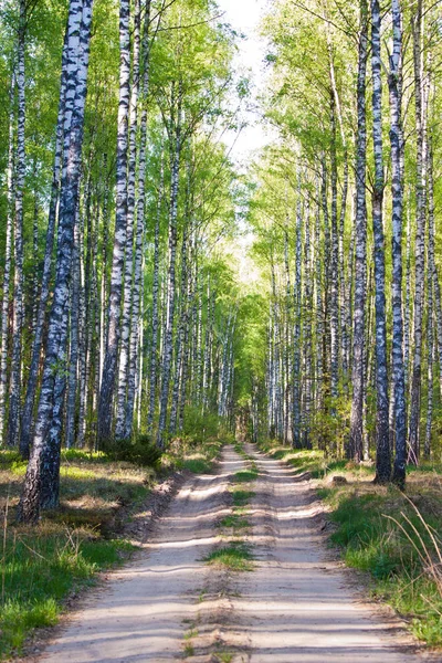 Bosque europeo en el este de Polonia —  Fotos de Stock