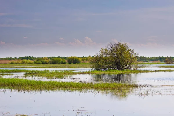 Tree in the middle of Biebrza swamps — Stock Photo, Image
