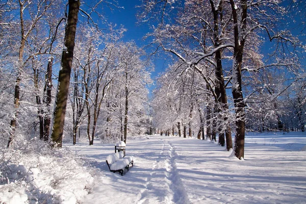 Zasněžené Varšava park — Stock fotografie