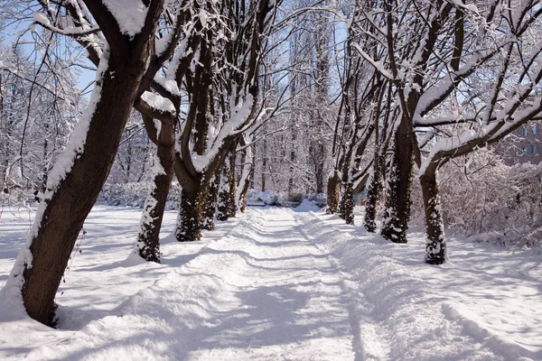 Snowy Warszawa park łazienki — Zdjęcie stockowe