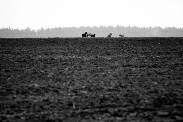 Pack van zwerfhonden — Stockfoto