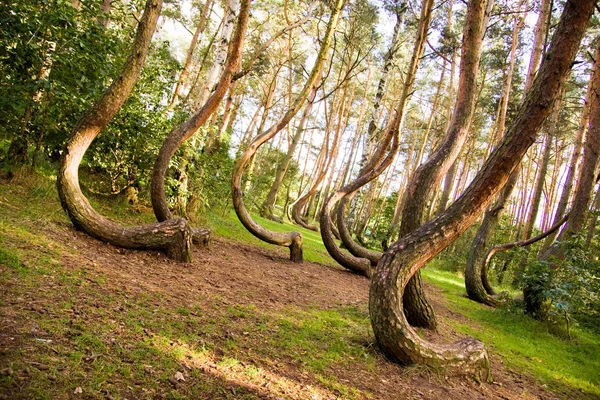 Gebogen forest reserve in Polen — Stockfoto