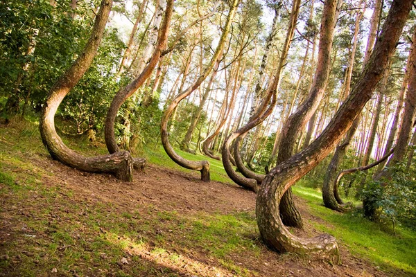 Böjda skogsreservat i Polen — Stockfoto