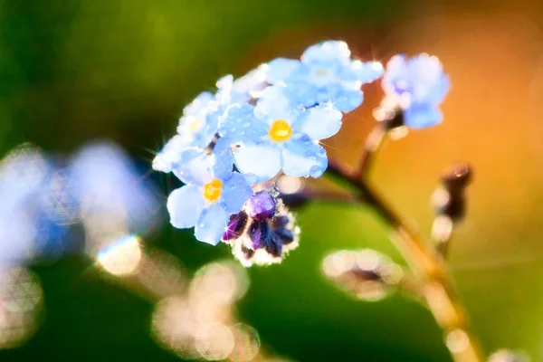 Nefelejcs virág színes háttérrel Stock Kép