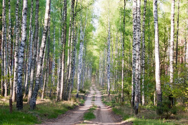 Foresta europea nella Polonia orientale Fotografia Stock