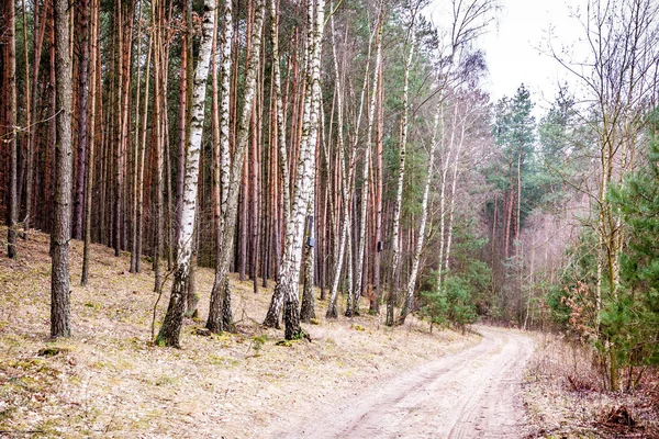 Polish nature during winter — Stock Photo, Image