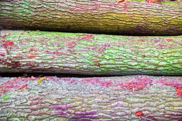 Troncos de árboles cultivados con musgo —  Fotos de Stock