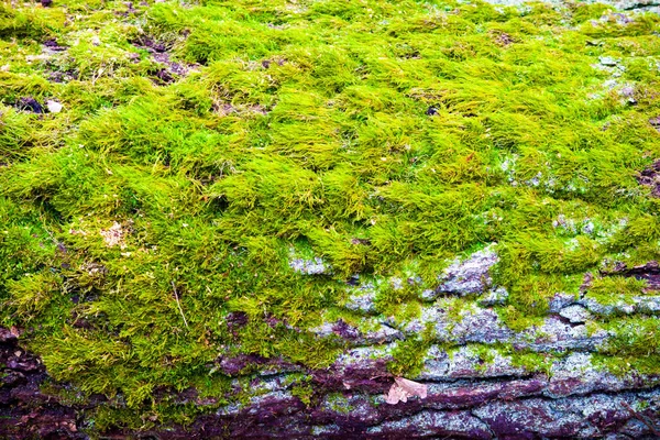 Troncos de árboles cultivados con musgo —  Fotos de Stock