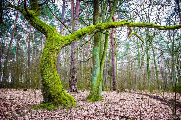 冬の間にポーランドの自然 — ストック写真