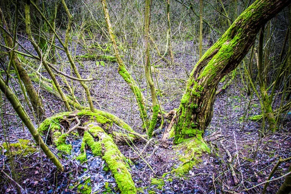 Poolse natuur tijdens de winter — Stockfoto