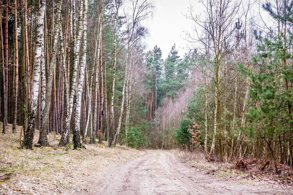 Polnische Natur im Winter Stockfoto