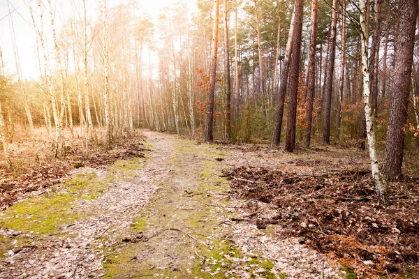 Natureza polonesa durante o inverno Imagens De Bancos De Imagens