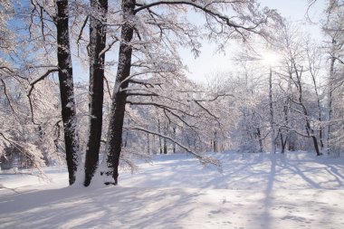 Karla kaplı kış aylarında Łazienki, Polonya Varşova parkta gölet dondurulmuş