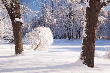 Karla kaplı kış aylarında Łazienki, Polonya Varşova parkta gölet dondurulmuş