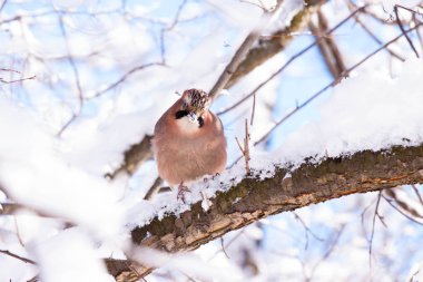 Bayağı alakarga Varşova Łazienki Parkı, Polonya şiddetli kar yağışı fall sonra dal