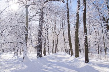 Varşova Łazienki Parkı, Polonya ağaçların arasında karlı yol