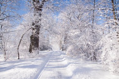 Varşova Łazienki Parkı, Polonya ağaçların arasında karlı yol