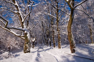 Kışın karlı Varşova park Łazienki