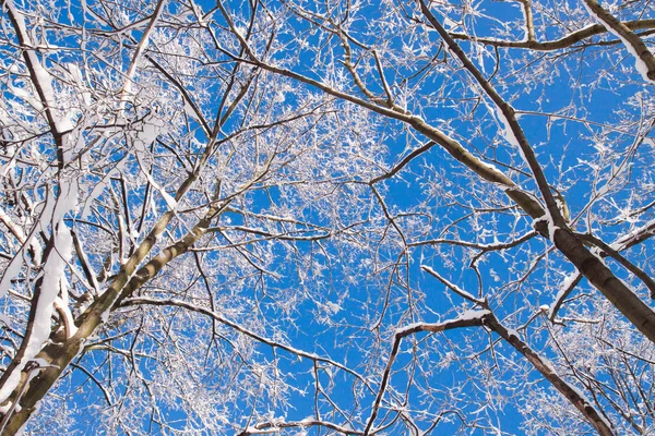 Havas Faágakat Ellen Blue Sky Erős Havazás Után Esik Varsó — Stock Fotó