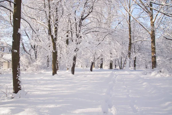 Zasněžená Cesta Mezi Stromy Parku Lazienki Varšava Polsko — Stock fotografie