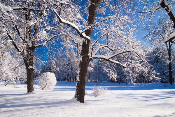 Stagno Ghiacciato Coperto Neve Durante Inverno Nel Parco Varsavia Lazienki — Foto Stock