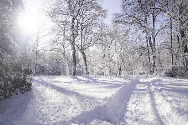 Zasněžená Cesta Mezi Stromy Parku Lazienki Varšava Polsko — Stock fotografie