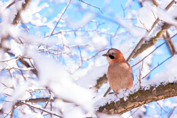 Sojka Obecná Větvi Sněhové Kalamitě Varšavě Lazienki Park Polsko — Stock fotografie