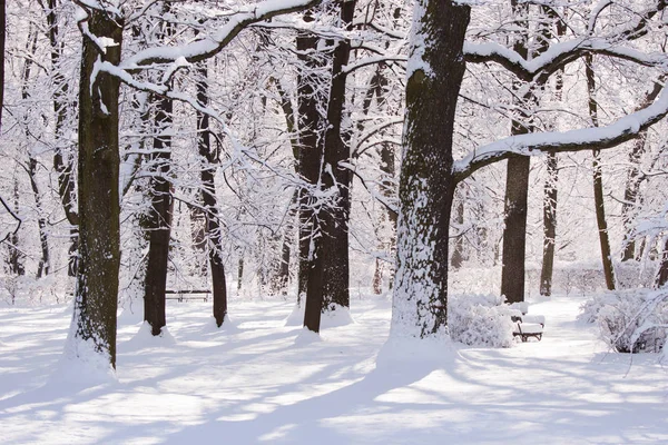 Zasněžené Zimní Park Lazienki Varšavě Polsko — Stock fotografie