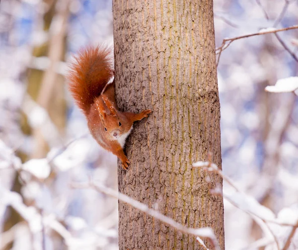 Niedliches Rotes Eurasisches Eichhörnchen Verschneiten Park Fauzienki Warschau Nach Starkem — Stockfoto