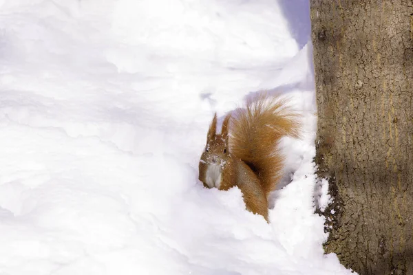 Cute Little Red Eurasian Squirrel Snowy Park Lazienki Warsaw Heavy — Stock Photo, Image