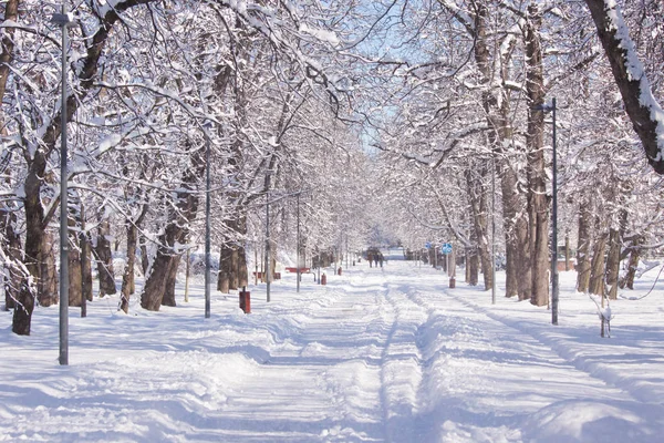 Snowy Ścieżką Wśród Drzew Parku Łazienkach Warszawie Polska — Zdjęcie stockowe