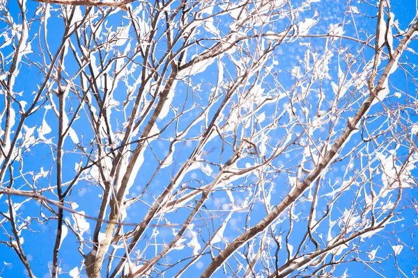 Ramas Árboles Nevados Contra Cielo Azul Después Fuertes Nevadas Parque — Foto de Stock