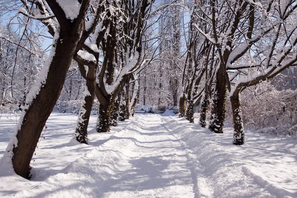 Snowy Warsaw Park Lazienki Polonia — Foto Stock