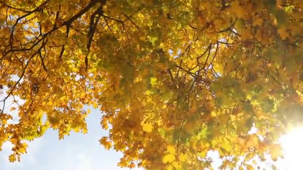 Podzimní barevné listí v vítr mával — Stock video
